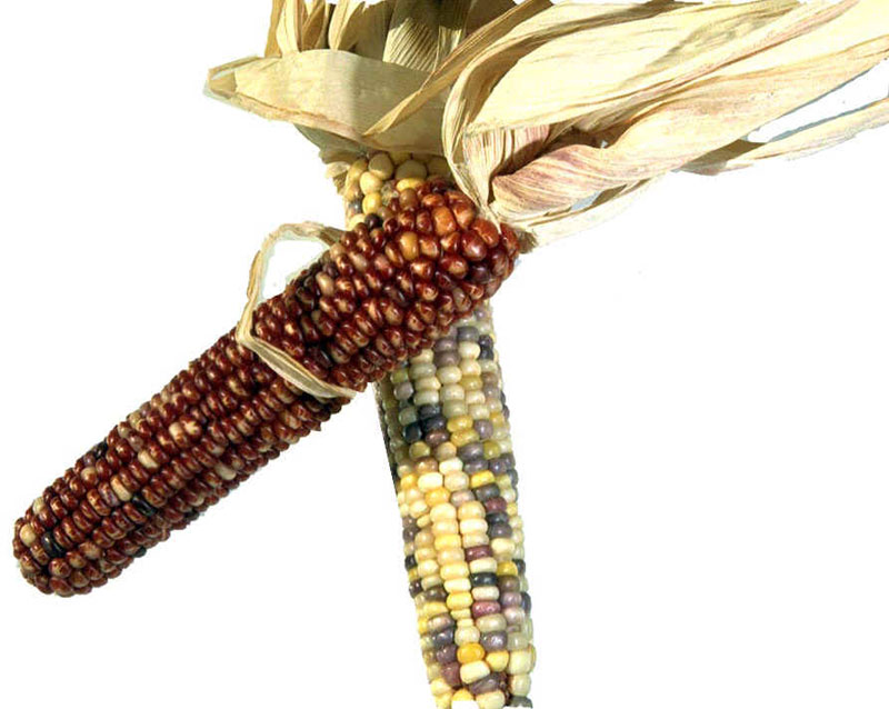 Corn